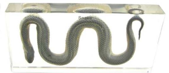Water Snake ( 6 1/2 x 3 x 1 in) 