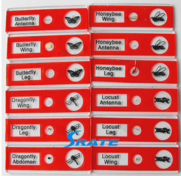 Microscope Slides of Insect Parts - 12 piece set  