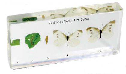 LifeCycle of a Cabbage Butterfly 