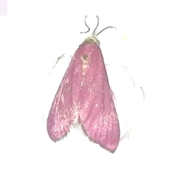 Inornate Pyrausta Moth 