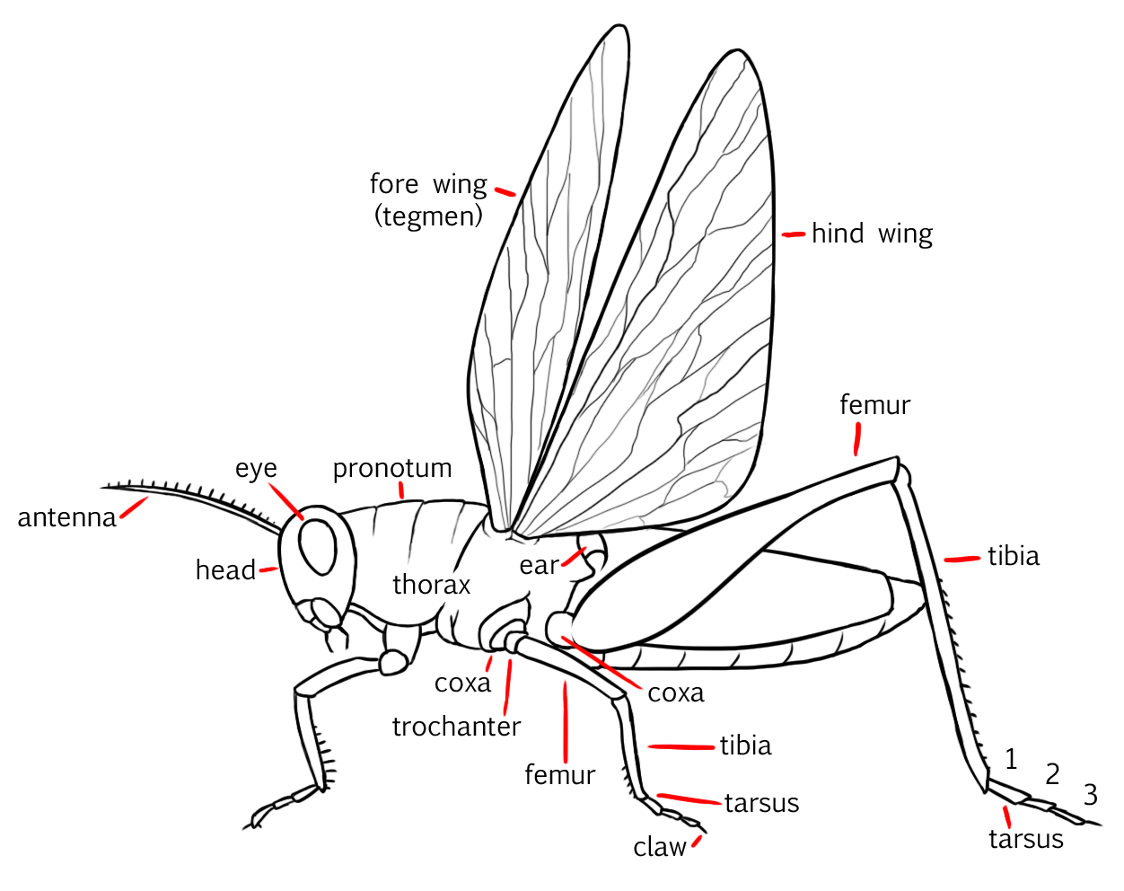 Insect Anatomy