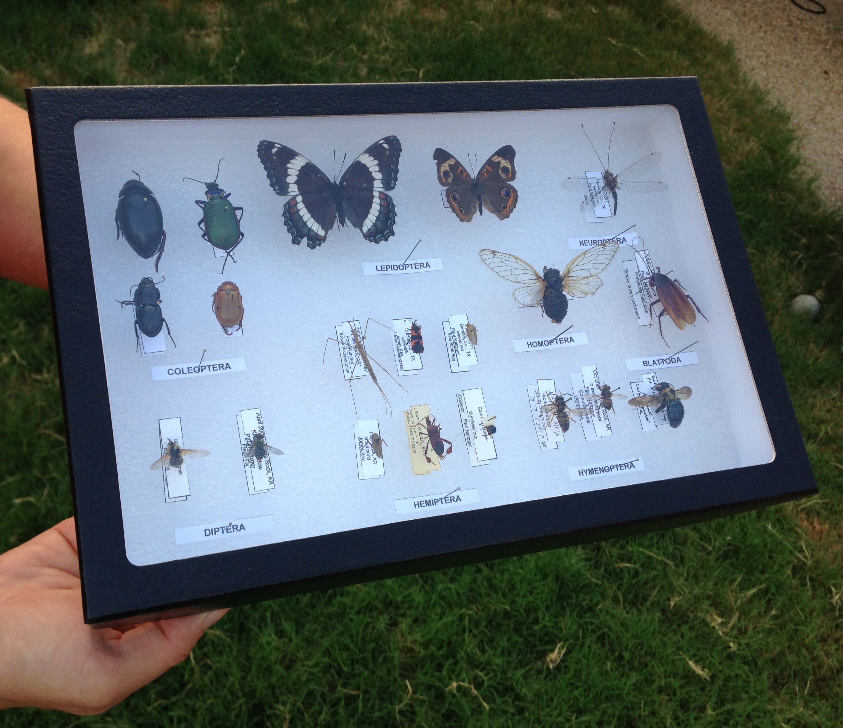 How to build an insect collection