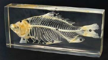 Fish Skeleton 