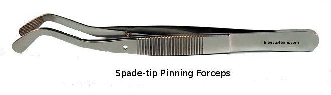 Forceps, spade-tip pinning 