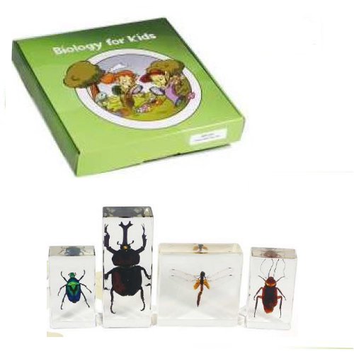 Insect Specimen Set,4pcs,with instruction 