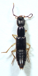 Staphylinidae - Homaeotarsus