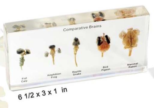 comparative brains (6 1/2 x 3 x 1 in) 