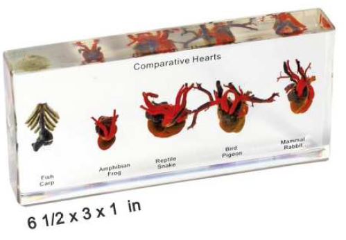 comparative hearts (6 1/2 x 3 x 1 in) 