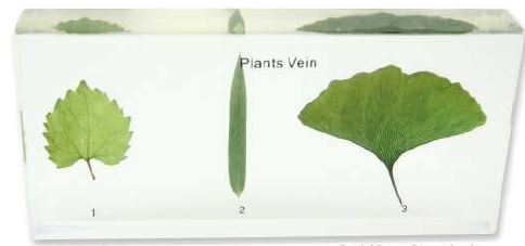 plants vein (6 1/2 x 3 x 1 in) 