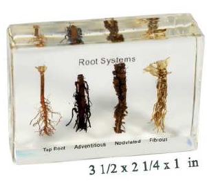 root systems (3 1/2 x 2 1/4 x 1 in ) 