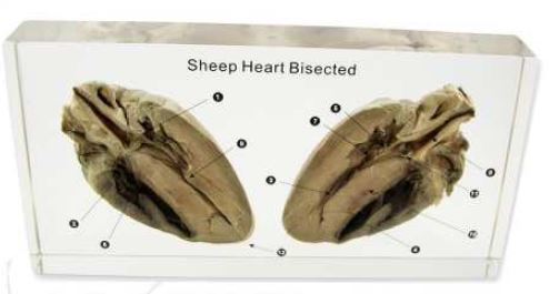 sheep heart bisected (8 1/4 x 4 1/4 x 1 1/8 in) 