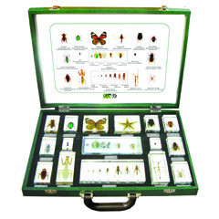 16 pcs Arthropod Specimen Kit  